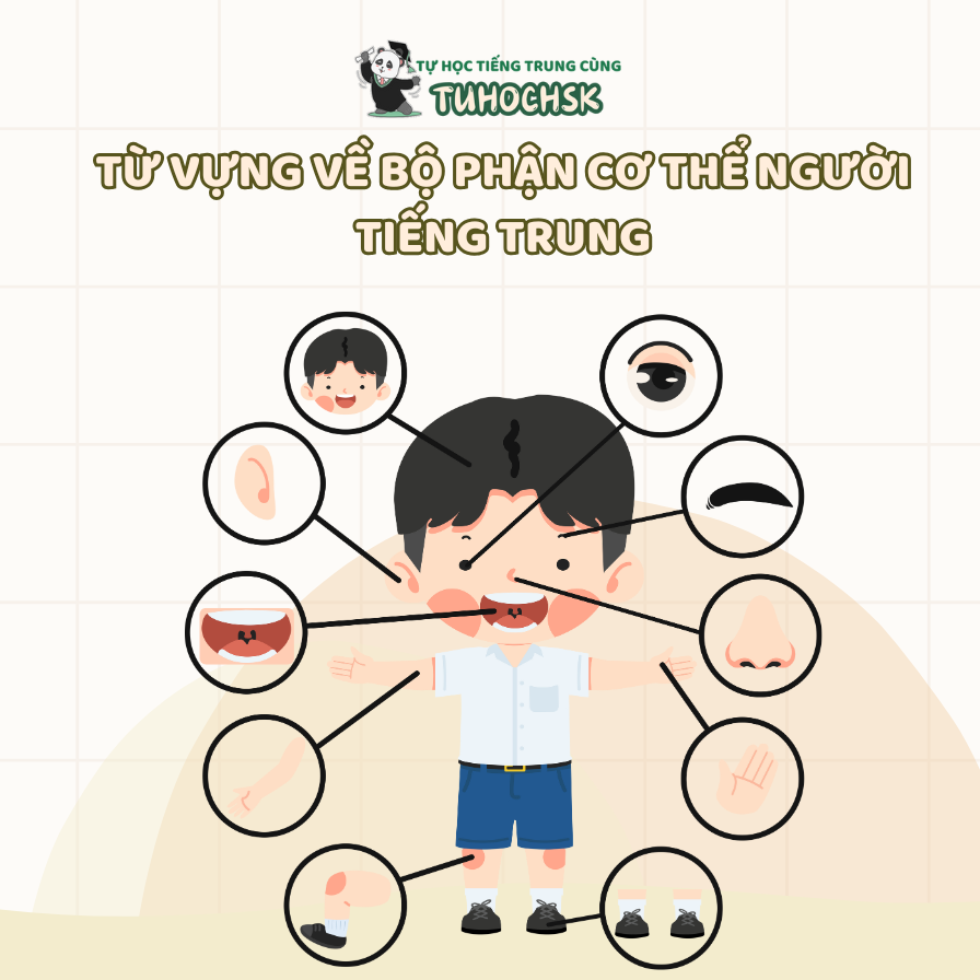 Từ vựng về bộ phận cơ thể người tiếng Trung